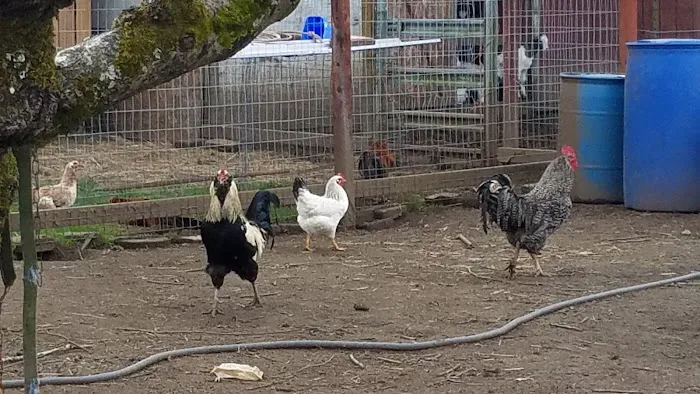 Goodens Trailer Court Picture 12