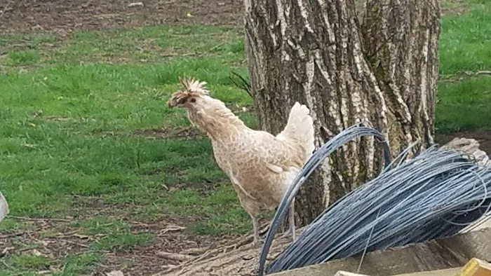 Goodens Trailer Court Picture 15