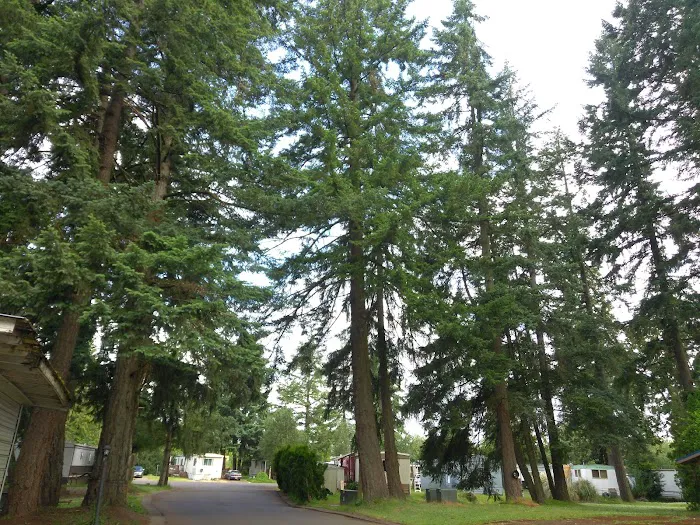 Riverwood Mobile Home Park Picture 19