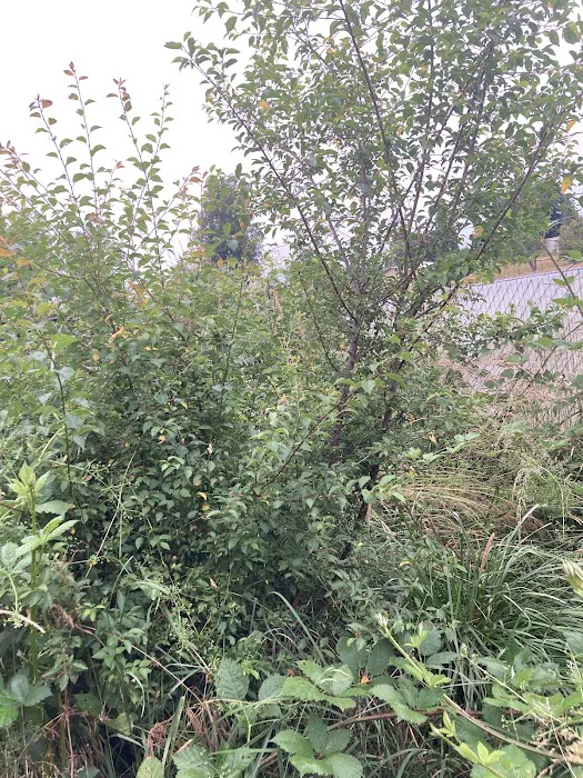 Creswell Court Residential Community Picture 8