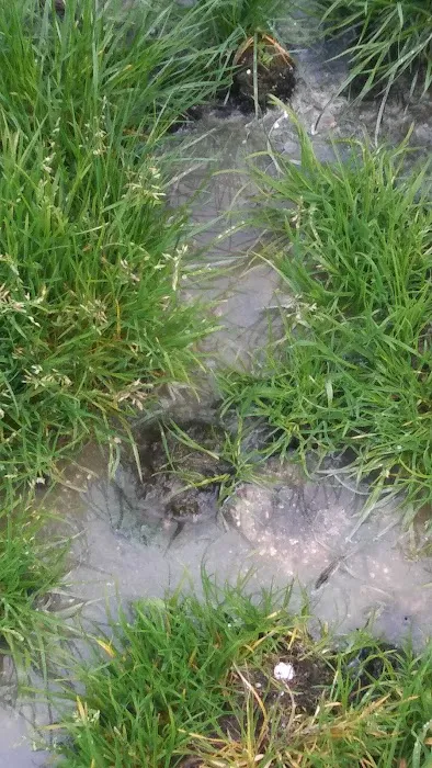 Gorst RV Park Picture 1