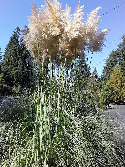 Olympic View Community LLC Picture 10