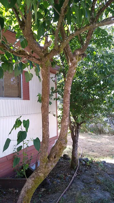 Olympic View Community LLC Picture 3