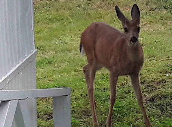 Olympic View Community LLC Picture 1