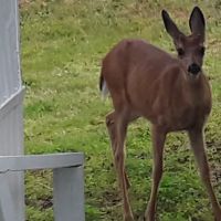 Olympic View Community LLC ico