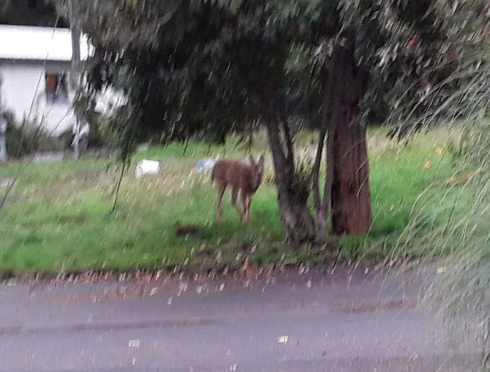 Olympic View Community LLC Picture 2