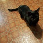 Kitsap West Mobile Park