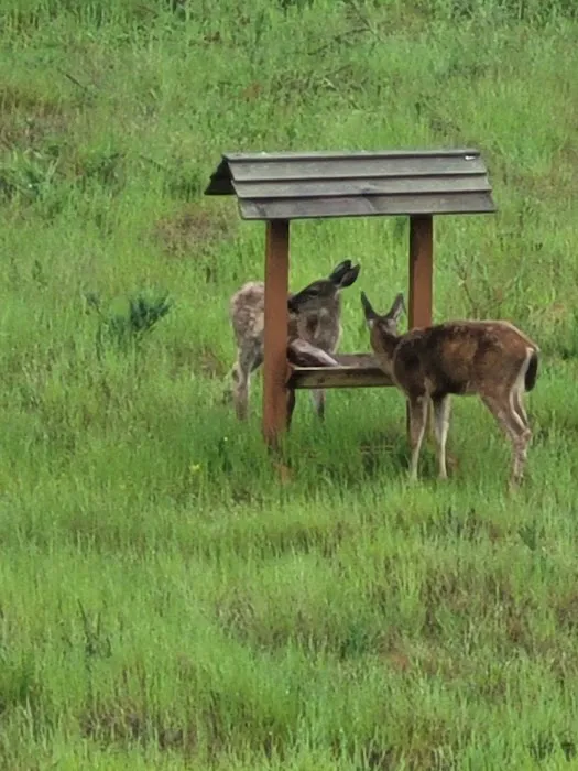 Kitsap Lake Mobile Home Park Picture 3