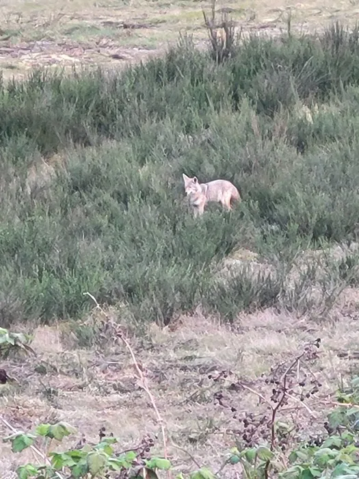 Kitsap Lake Mobile Home Park Picture 5