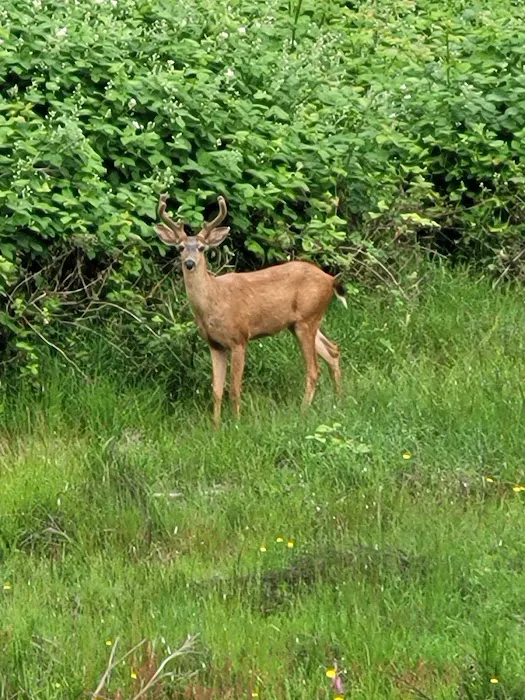 Kitsap Lake Mobile Home Park Picture 6