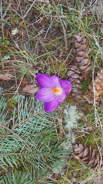 Country Lane Mobile Home Park Picture 7