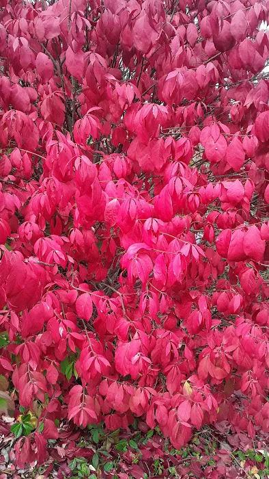 Midway RV & Mobile Home Park Picture 2