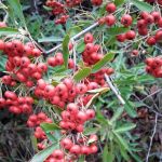 Midway RV & Mobile Home Park