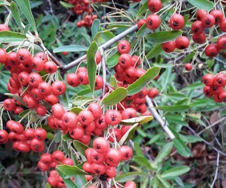 Midway RV & Mobile Home Park