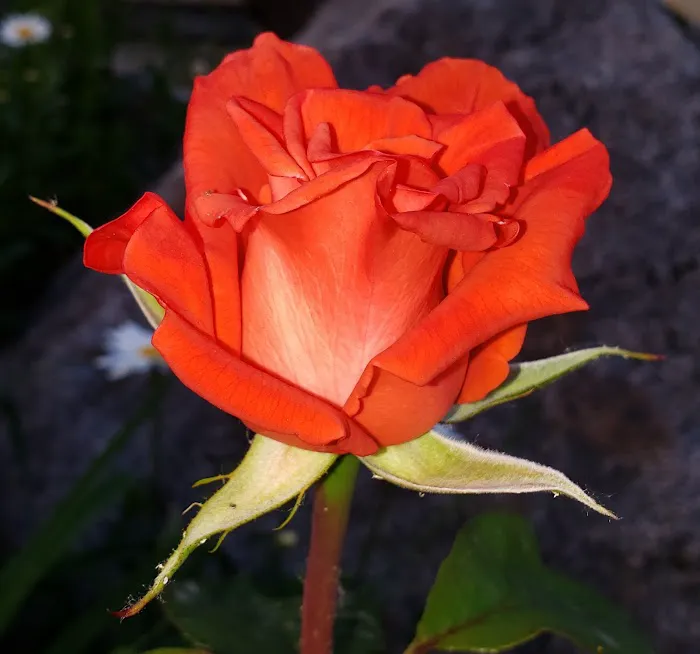 Sound Vista Mobile Home Park Picture 2