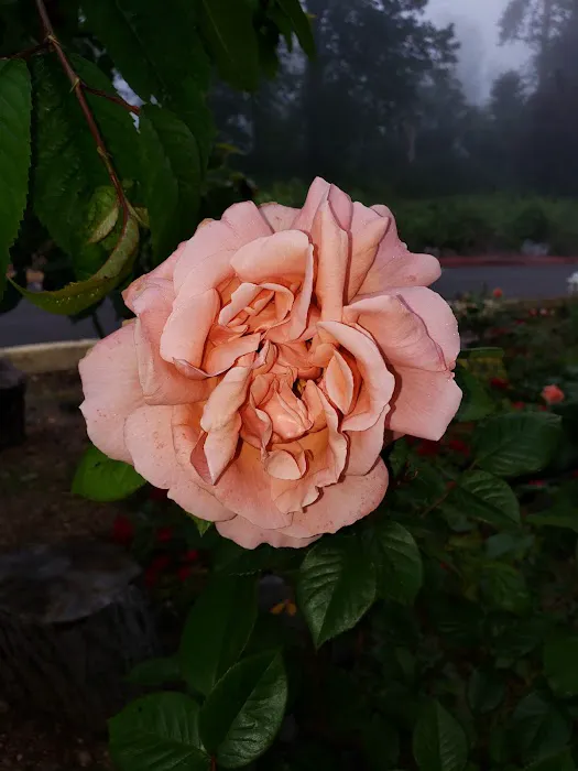 Sound Vista Mobile Home Park Picture 3