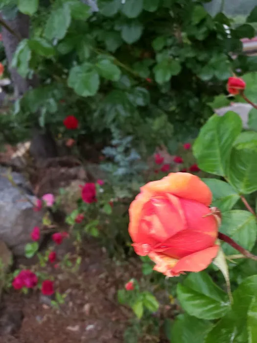 Sound Vista Mobile Home Park Picture 4