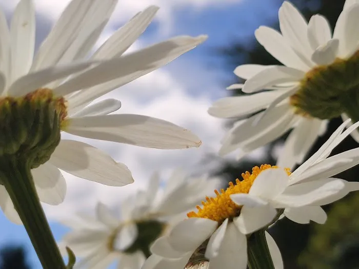 Leisure Estates Mobile Home Park Picture 5