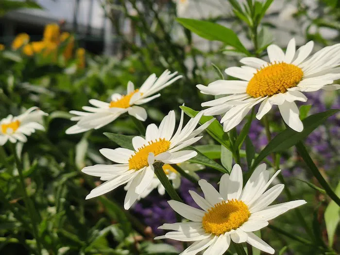 Leisure Estates Mobile Home Park Picture 4