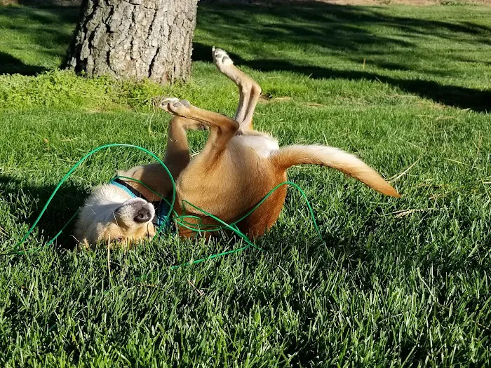 Issaquah Village RV Park Picture 10