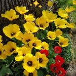 Shalimar Mobile Home Park, LLC