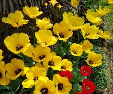 Shalimar Mobile Home Park, LLC