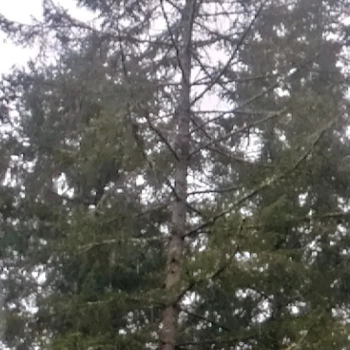 Madrona Ridge Mobile Home Park Picture 6