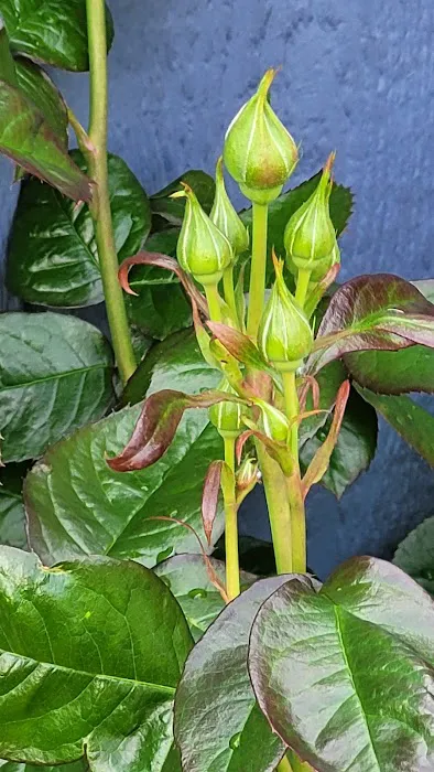 Mt Si Mobile Home Park Picture 6