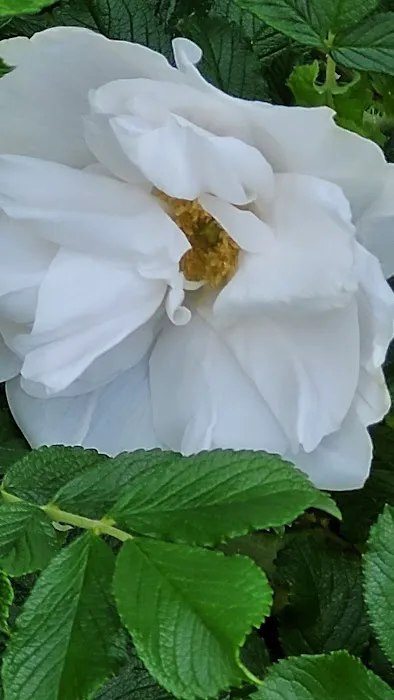 Mt Si Mobile Home Park Picture 5