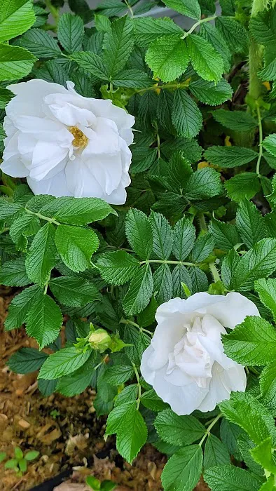 Mt Si Mobile Home Park Picture 7