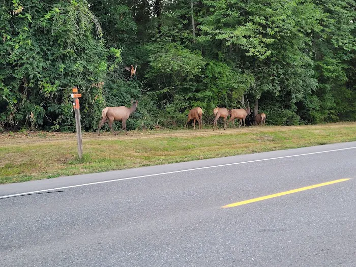 Mt Si Mobile Home Park Picture 10