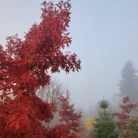 Friendly Village ico