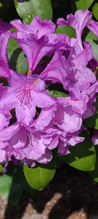 Cedar Glen Mobile Home & RV Park Picture 2