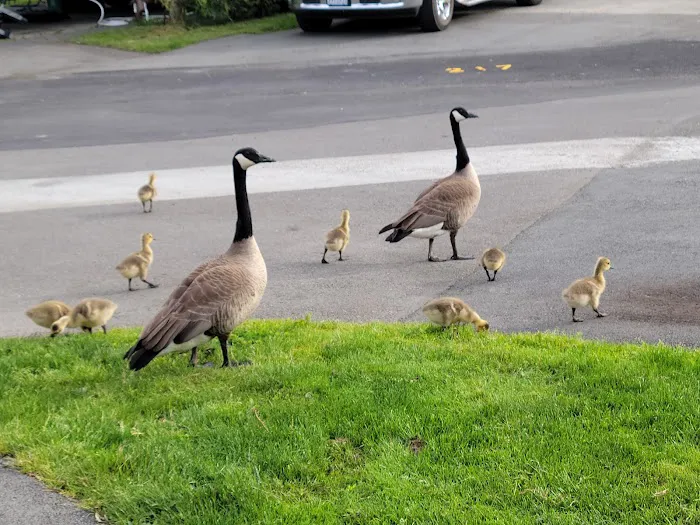 Lake Pleasant RV Park Picture 8