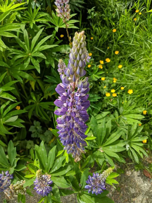 Twin Creeks Mobile Home Park Picture 9