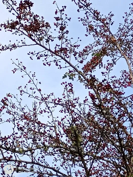 Twin Creeks Mobile Home Park Picture 4