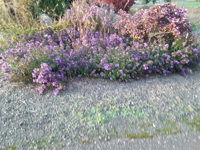 Rice Hill RV Park LLC Picture 4