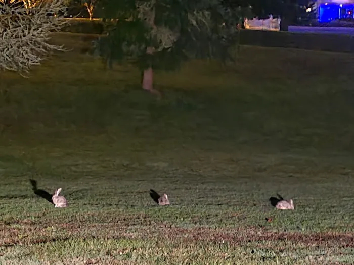 Timber Valley SKP Park Picture 2