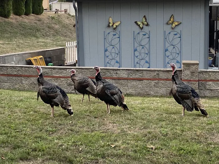 Timber Valley SKP Park Picture 9