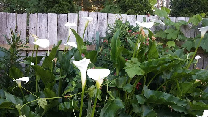 Poulsbo Mobile Home Park Picture 4