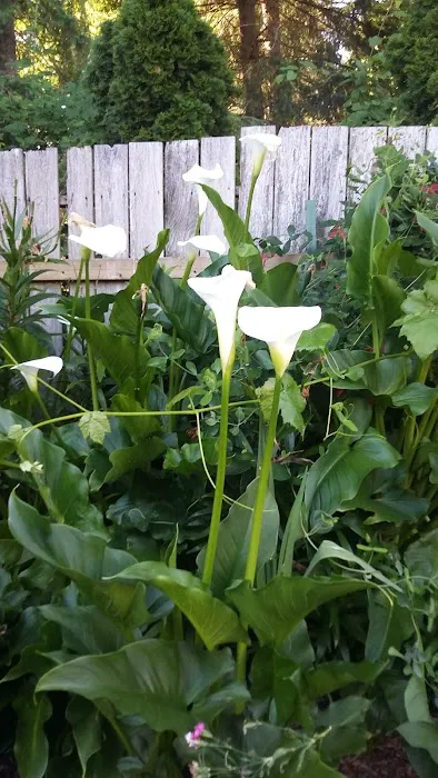 Poulsbo Mobile Home Park Picture 7