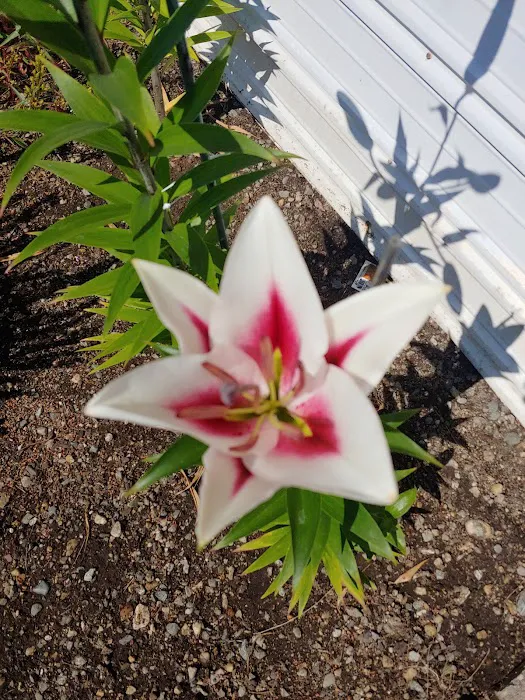 Silver Shores Mobile Home Park Picture 5