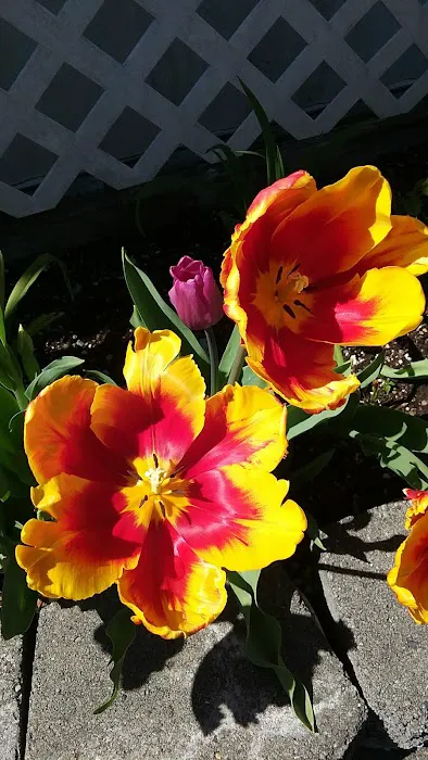 Silver Shores Mobile Home Park Picture 9