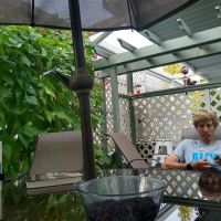 Cardinal Estates ico