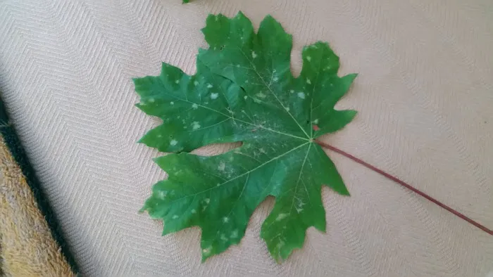 Saddle Butte Mobile Manor Picture 3