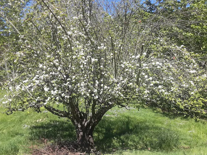 Roseburg Mobile Home & RV Park Picture 10