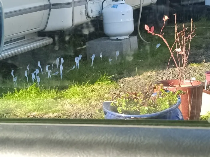 Alameda Ave Trailer Park - Roseburg Mobile Home & RV Park Picture 8