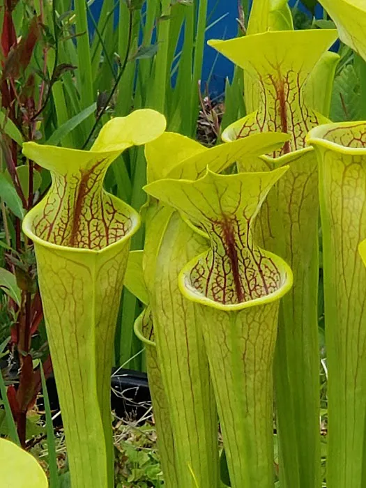 Kingsbury West Picture 2