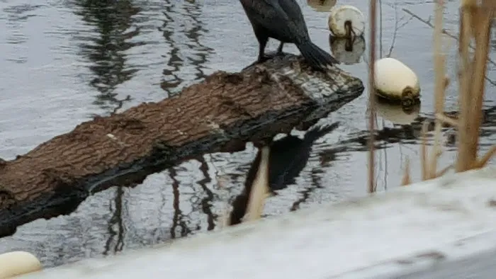 Lakeside RV Park Picture 3