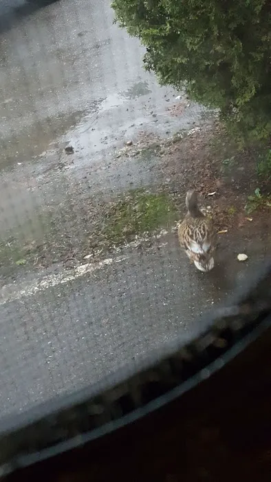 Lakeside RV Park Picture 4